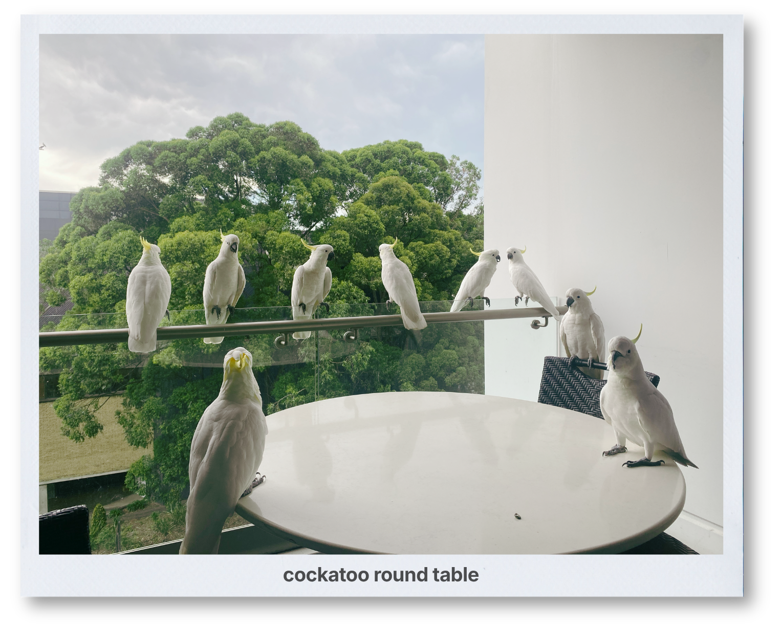 Bunch of Cockatoos on a Deck