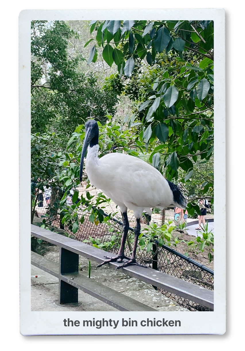 Bin Chicken